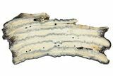 Mammoth Molar Slice with Case - South Carolina #165105-1